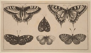 Fem sommerfugler og en møll av Wenceslaus Hollar