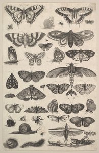Førtien insekter, inkludert møll og sommerfugler, 1625-77. av Wenceslaus Hollar