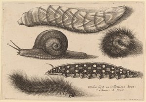Fire larver og en snegl av Wenceslaus Hollar