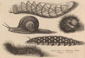 Fire larver og en snegl, 1646. av Wenceslaus Hollar