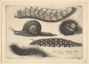 Fire larver og en snegl, 1646. av Wenceslaus Hollar