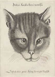 Hodet til en katt av Wenceslaus Hollar
