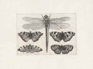 Øyenstikker og fire sommerfugler av Wenceslaus Hollar