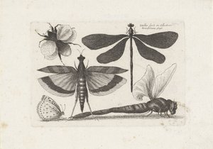 Øyenstikker, sommerfugl og en humle Insekter (serietittel) Muscarum Scarabeorum (serietittel) av Wenceslaus Hollar
