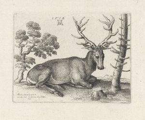 Tilbakelent hjort, til høyre av Wenceslaus Hollar