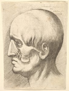 Mannshode i profil til venstre med muskler blottlagt, 1660. av Wenceslaus Hollar