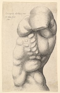 Mannlig torso fra hals til hofte i profil til venstre, 1645. av Wenceslaus Hollar