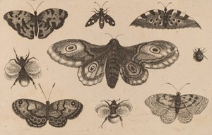 Møll, sommerfugler og bier. av Wenceslaus Hollar