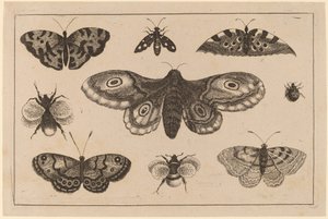 Møll, sommerfugler og bier av Wenceslaus Hollar