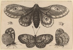 Møll, tre sommerfugler og to biller av Wenceslaus Hollar