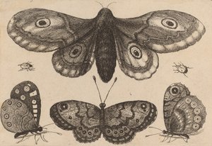 Møll, tre sommerfugler og to biller, 1646. av Wenceslaus Hollar