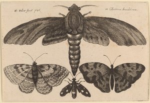 Møll og tre sommerfugler av Wenceslaus Hollar