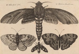Møll og tre sommerfugler, 1646. av Wenceslaus Hollar