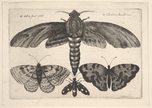 Møll og tre sommerfugler, 1646. av Wenceslaus Hollar