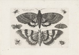 Møll og små insekter Insekter (serietittel) Muscarum Scarabeorum (serietittel) av Wenceslaus Hollar