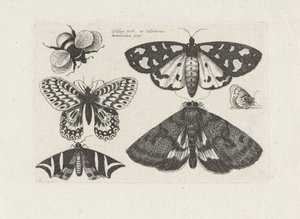 Møll, sommerfugler og en humle Insekter (serietittel) Muscarum Scarabeorum (serietittel) av Wenceslaus Hollar
