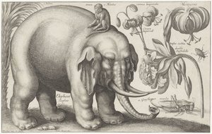 Elefant, ape, blomster og insekter Planter og dyr (serietittel) Animalium Ferarum (serietittel på objekt) av Wenceslaus Hollar
