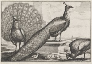 påfugler Diversae avium arter (serietittel) Forskjellige fugler (serietittel) av Wenceslaus Hollar