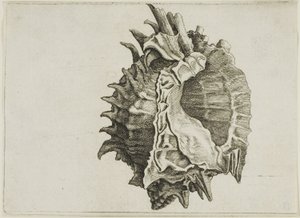 Pink-mouth Murex (phyllonotus erythrostomus) av Wenceslaus Hollar