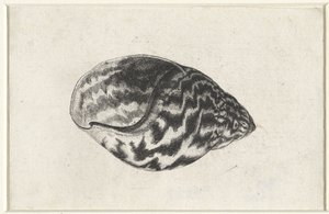 Skall, achatina achatina Skjell (serietittel) av Wenceslaus Hollar