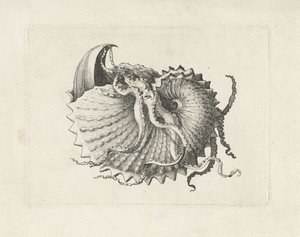 Skall, argonauta nodosa Skjell (serietittel) av Wenceslaus Hollar