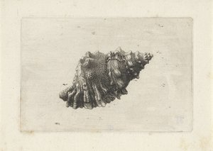 Skall, bursa rubeta Skjell (serietittel) av Wenceslaus Hollar