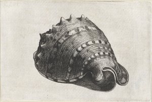 Shell, cassis cornuta Shells (serietittel) av Wenceslaus Hollar