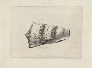 Skall, kjegle imperialis Skjell (serietittel) av Wenceslaus Hollar