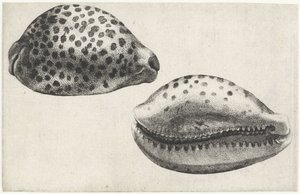 Skjell, cypraea tigris Skjell (serietittel) av Wenceslaus Hollar