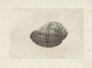 Shell, harpa major Skjell (serietittel) av Wenceslaus Hollar