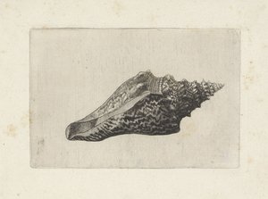 Skall, hemifusus ternatanus Skjell (serietittel) av Wenceslaus Hollar