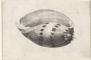 Shell, melo amfora Skjell (serietittel) av Wenceslaus Hollar