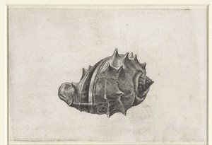 Shell, melongena melongena Shells (serietittel) av Wenceslaus Hollar