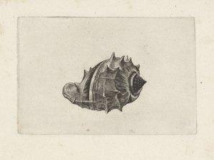 Shell, melongena melongena Skjell (serietittel) av Wenceslaus Hollar