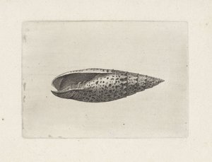 Skjell, mitra papalis Skjell (serietittel) av Wenceslaus Hollar