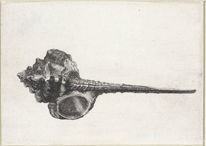 Shell, murex haustellum Shells (serietittel) av Wenceslaus Hollar