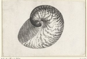 Skjell, nautilus pompilius Skjell (serietittel) av Wenceslaus Hollar