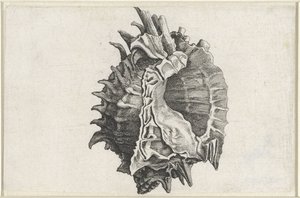 Skall, phyllonotus erythrostomus Skjell (serietittel) av Wenceslaus Hollar