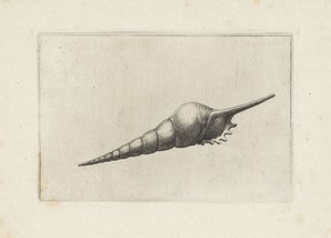 Schelp, fløytespindel melanocheilus Schelpen (serietittel) av Wenceslaus Hollar
