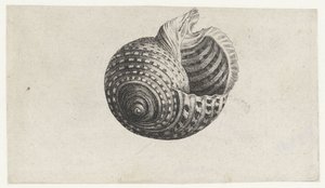 Skall, tonn dolium Skjell (serietittel) av Wenceslaus Hollar