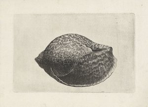 Shell, tonn perdix Shells (serietittel) av Wenceslaus Hollar