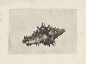 Skall, vasum keramik Skjell (serietittel) av Wenceslaus Hollar