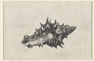 Skall, vasum keramik Skjell (serietittel) av Wenceslaus Hollar