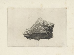 Skjell, vasum muricatum født Skjell (serietittel) av Wenceslaus Hollar