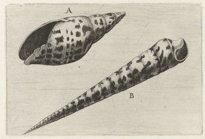 Schelpen, miter cardinalis (A) i terebra subulata (B) Schelpen (serietittel) av Wenceslaus Hollar
