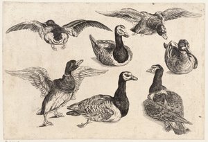 Sju ender av Wenceslaus Hollar
