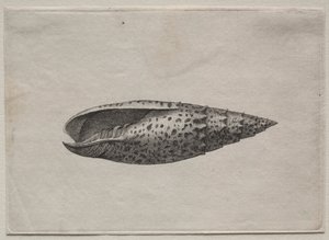 Skjell: Mitra papalis L av Wenceslaus Hollar