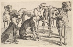 Six Hounds, 1646. av Wenceslaus Hollar