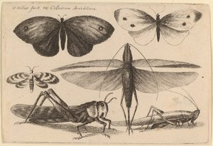 Seks insekter av Wenceslaus Hollar