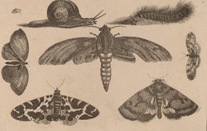 Seks insekter, en larve og en snegl. av Wenceslaus Hollar
